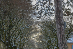 MetzNeige011
