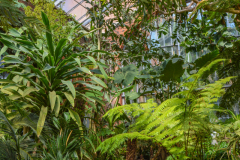 SerresJardinBotanique007