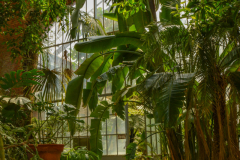 SerresJardinBotanique008